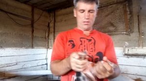 как проколоть железо поросятам