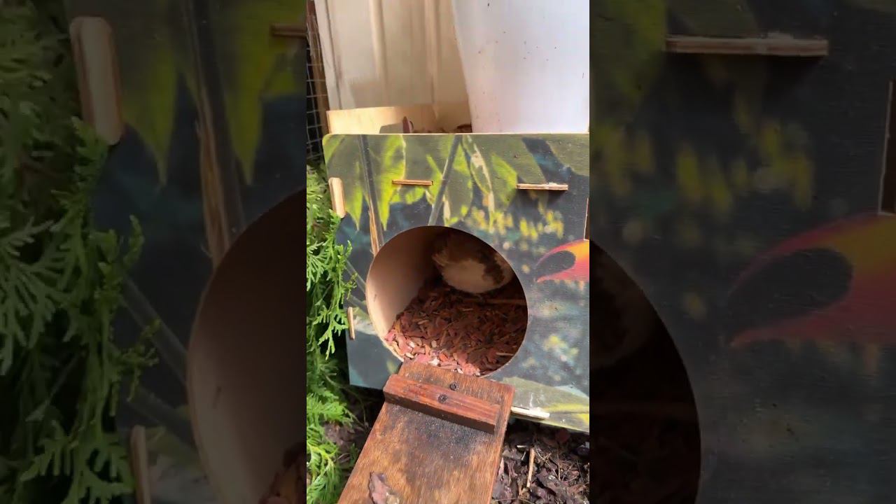 А у перепелок уютненько смотреть онлайн