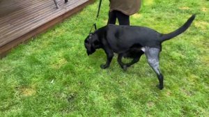 Labrador  TPLO. Dog knee surgery  Day 1 to week 12