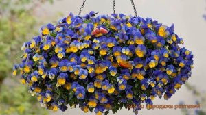 Виола ампельная Морфо (viola cool wave morpho) ? виола Морфо обзор: как сажать семена виолы Морфо