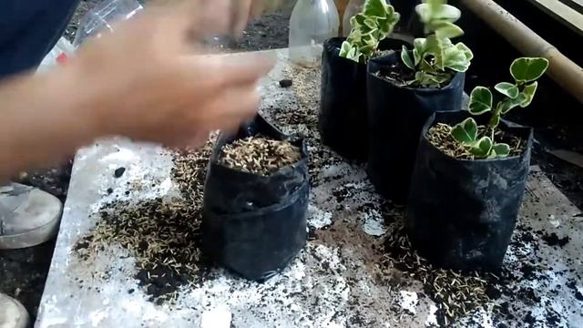 PROPAGATE RUBBER VARIEGATED TRIANGULARIS/ ICU METHOD USE EMPTY PLASTIC BOTTLE/BALITI FROM CUTTING