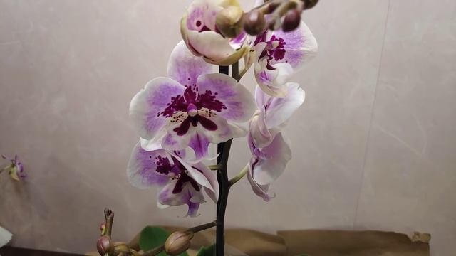 21.12.20.ОРХИДЕИ ? два шикарных Биг Липа из ОБИ Парнас..распаковка.. смотреть онлайн