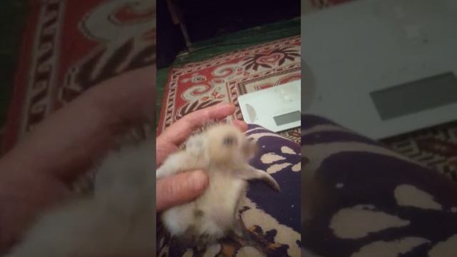 Маленький ушастый ежик смотреть онлайн