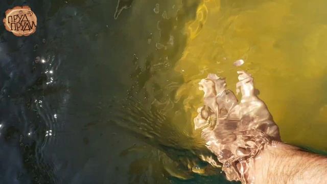 ✅Пруд прудовые новости✅Пруд с биоплато своими руками✅ПРУД ПРУДИ смотреть онлайн