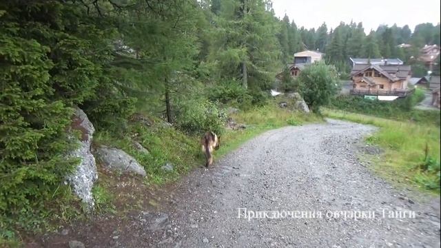 Как научить собаку охранять дом и хозяина? смотреть онлайн