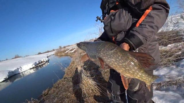 ОТКУДА В ЭТОМ РУЧЬЕ ТАКИЕ КРОКОДИЛЬЧИКИ......Крупная щука на джиг ранней весной,малые реки. смотреть онлайн