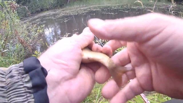 РЫБАЛКА . Ловля карася на поплавочную удочку на лесном пруду.АВГУСТ 2021 смотреть онлайн