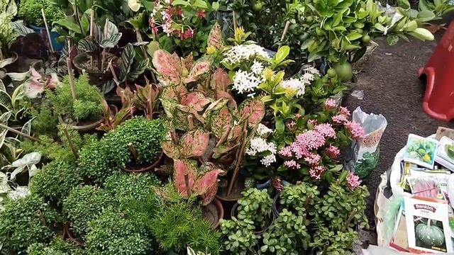 Galiff Street Plant Market In Monsoon Season Biggest Plant In Kolkata, West Bengal 2023