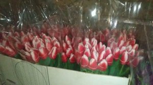 Выгонка тюльпанов к 8 марта. Упаковка и хранение.