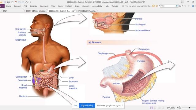 MCQ GIT physiologyXاسئلة مرشحات فسلجةهظمTest Bank Professor Ali Altimimi PHD,MD.Royal College Londo смотреть онлайн