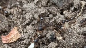 Избавиться от муравьев в огороде и саду поможет пищевая сода#garden#bakingsoda#борьбасмуравьями