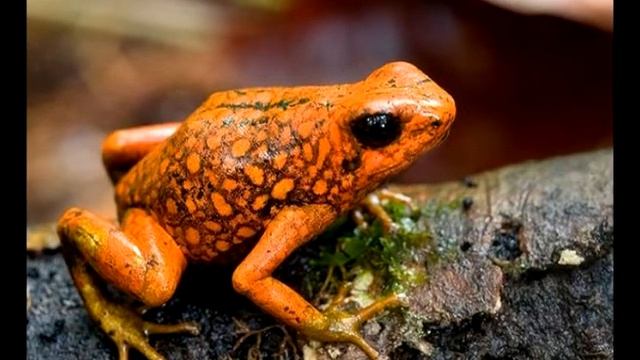 Лягушки всех цветов радуги смотреть онлайн