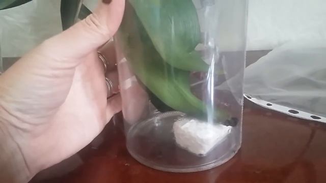 Орхидея.Реанимация в воде с добавлением препарата HB101 смотреть онлайн