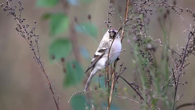 Пепельные (тундряные) чечетки. Carduelis (Akanthis) hornemanni.Птицы Беларуси. смотреть онлайн