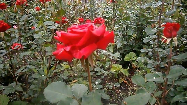 Roses. Beautiful Roses. Rose. Belle Rose. Rosen. Eine Schöne Rose. De La Rosa. Hermosas Rosas.