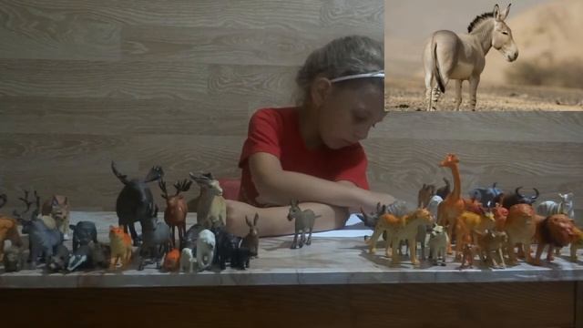 Изучаем диких животных с детьми Африканский ослик интересные факты об Осле смотреть онлайн