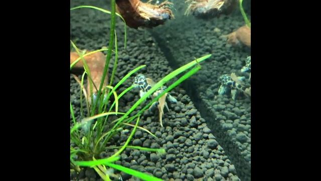 Номерные L сомы смотреть онлайн