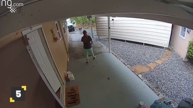 Top 12 Moments Dogs vs Delivery Drivers смотреть онлайн