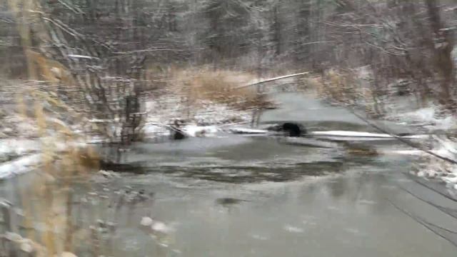 Охота на бобра .Собаку больше с собой не беру. смотреть онлайн