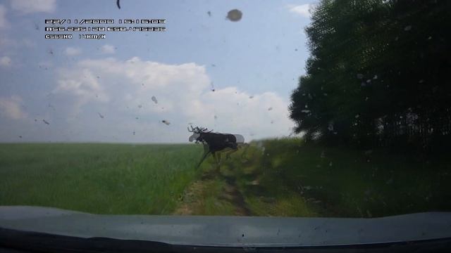 ЛОСЬ НАПАЛ НА НАС, ПРОБЕЖАЛ АЖ ПЫЛЬ СТОЛБОМ смотреть онлайн