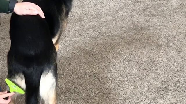 German Shepherd Grooming Rake and Brush Furminator How to Groom a dog смотреть онлайн