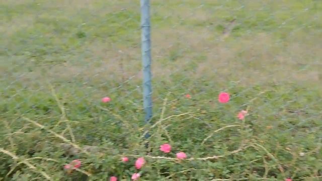 Rosa Rody® смотреть онлайн