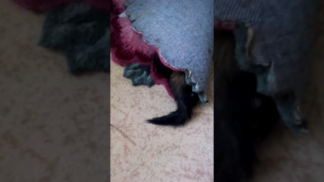 Хорек охотиться ))) смотреть онлайн