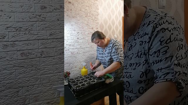 Пикировка петуньи.