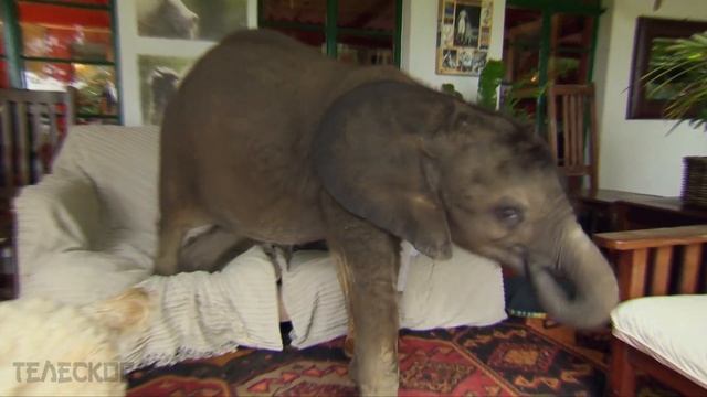 Девушка спасла маленькое животное, теперь в её доме живет лучший друг! смотреть онлайн