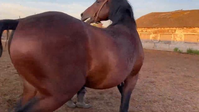 Старотипный Орловец. 175см в холке. Orlov Trotter (Орловский рысак) смотреть онлайн