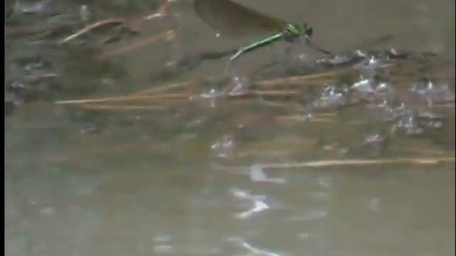 Мониторинг Стрекозы Красотки-блестящие. смотреть онлайн