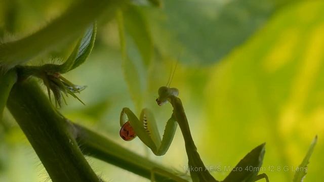 Nikon D5100 Full HD Video Test With 3 Lenses