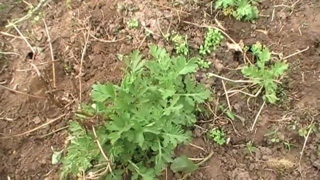 Девичья ромашка.Снежный шар, солнечный шар. Описание. Сад и огород выпуск 155 смотреть онлайн