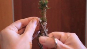 Прививка хвойных. Ель колючая Глаука + Хупси.