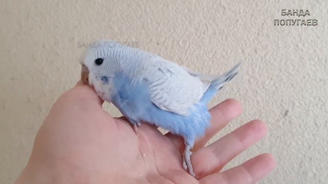 Птенцы Рона и Принцессы подросли 🐥🐤🐣 смотреть онлайн