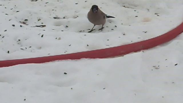 Где же птички мои?наверное потомство выводят? смотреть онлайн