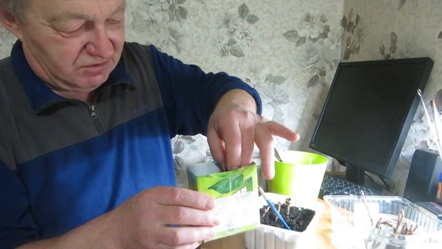 Укоренение черной смородины зимой. часть 2 смотреть онлайн