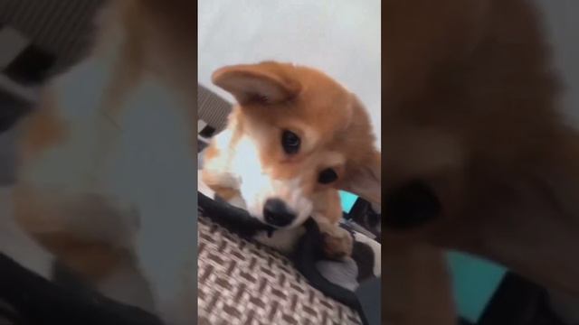 Счастье за деньги корги #корги #дрессировкасобаки #коргипемброк #счастье смотреть онлайн