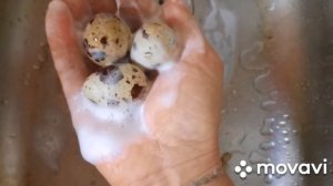 Наша Кошечка любит перепелиные яйца - на завтрак )))