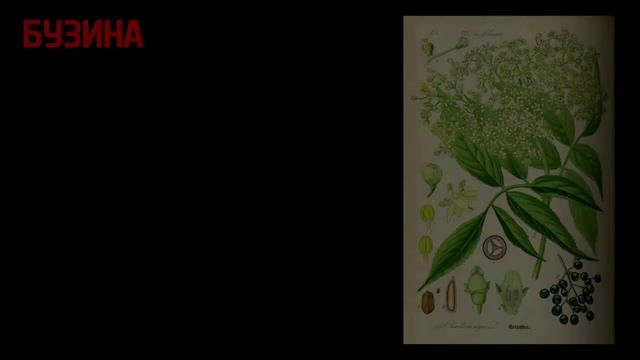 ЯДОВИТЫЕ РАСТЕНИЯ: топ10, описания, свойства, первая помощь смотреть онлайн