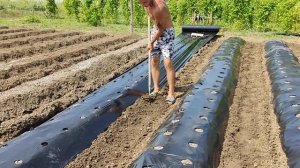 грядки (бугры) под клубнику, своими руками! как я натягиваю МУЛЬЧИРУЮЩУЮ пленку!