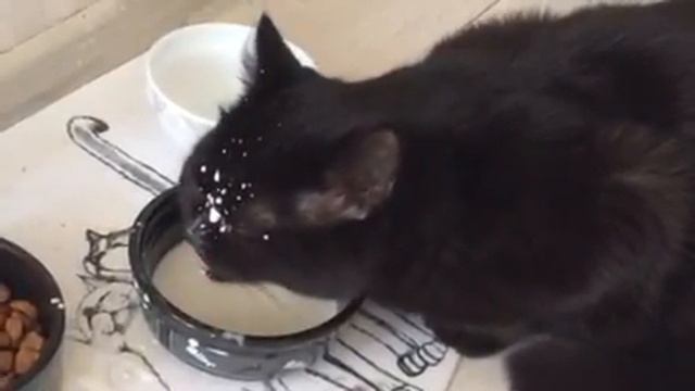 Кот смешно пьёт молоко!!! Одесса!!! смотреть онлайн