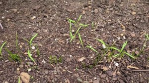 Все что мы сеяли семенами дружно всходит. Первые всходы. Укроп, лук Джусай.