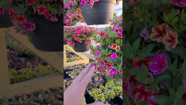 🌸 🌱 Frost Free Greenhouse Walkthrough.