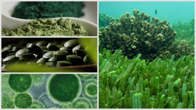 Health Benefits Of Chlorella смотреть онлайн