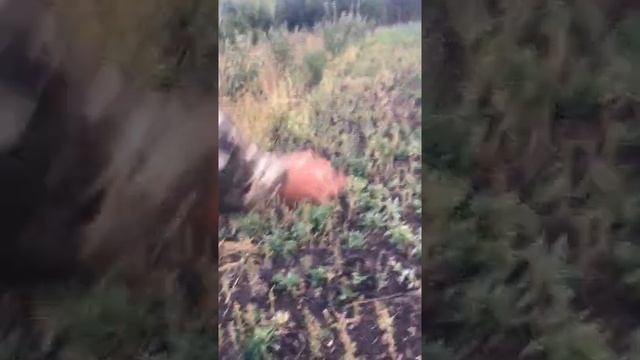 Сорт яблок Чемпион, плодоношение смотреть онлайн