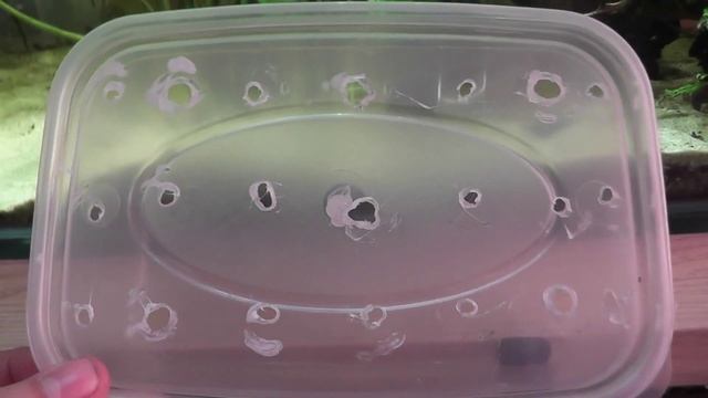 How To Make DIY Aquarium Snail Trap смотреть онлайн