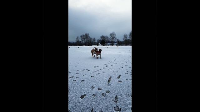 Амстафф Принца и Минибуль Изи смотреть онлайн