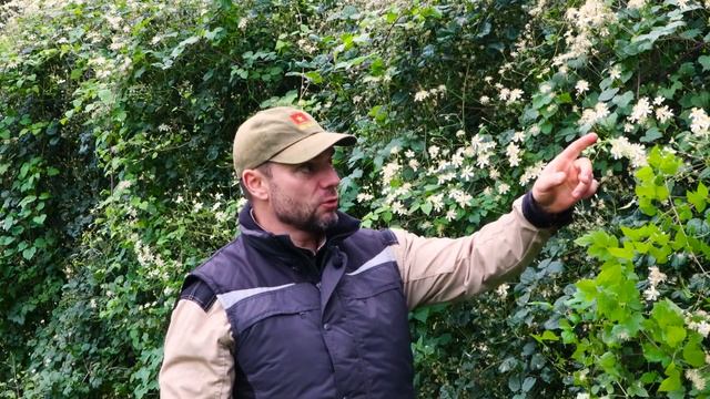 КАК быстро и КРАСИВО скрыть участок от соседских глаз! КЛЕМАТИС Пол Фаргез! PAUL FARGES Личный опы смотреть онлайн
