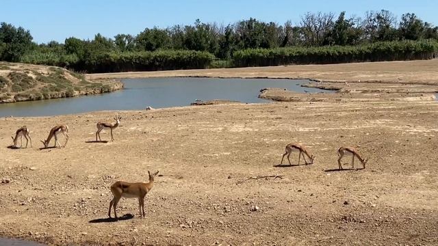 J'ai croisé des animaux à Sigean ?? reserve africaine sigean حديقة الحيونات смотреть онлайн
